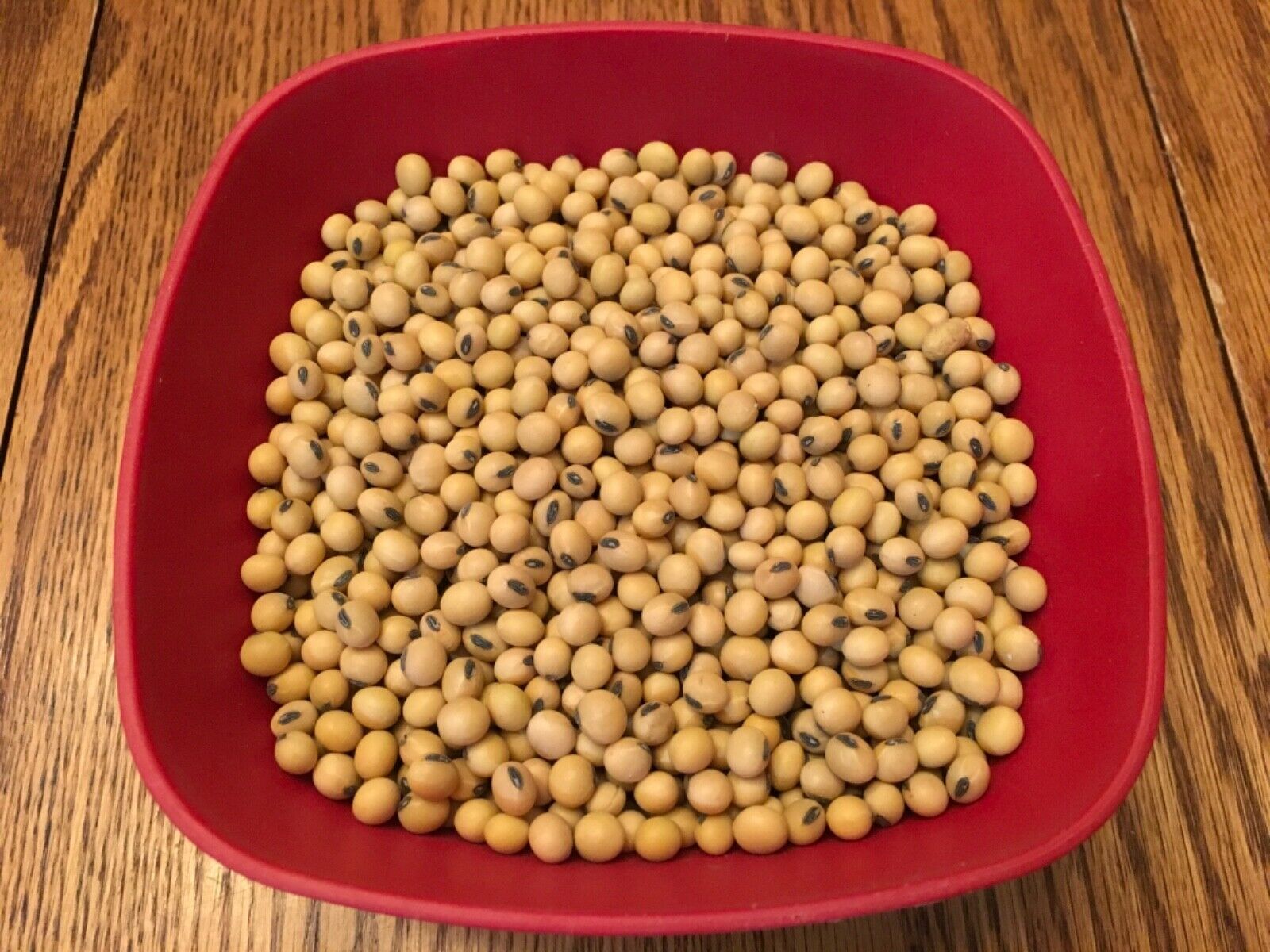 Raw Soybeans Non-gmo For Tofu, Soy Milk, Or Sprouts. 2020 Iowa Crop! 1-25+ Lb