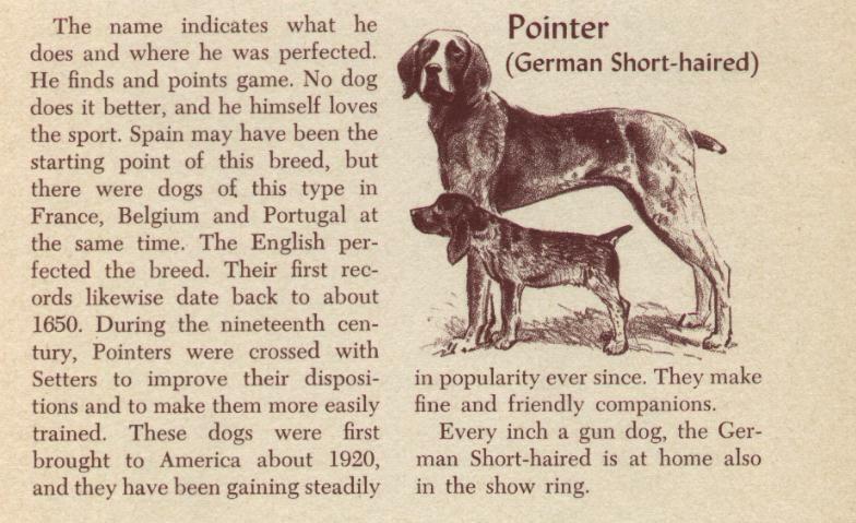 German Short Haired Pointer - Custom Matted - Vintage Dog Print - 1954 M. Dennis