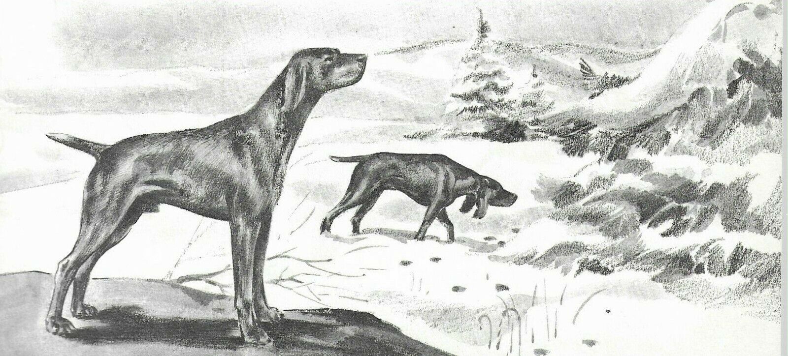 German Pointer - Custom Matted - 1954 Vintage Dog Art Print - 0810
